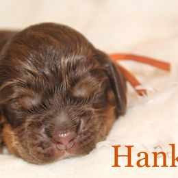 Cockapoo and Cocker Spaniel Puppies from Parker's Cockapoos