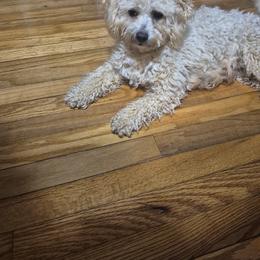 Buttercup - Maltipoo