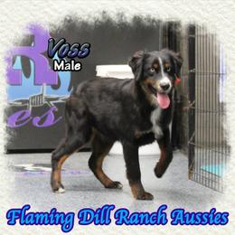 Voss - Black tri male Miniature Australian Shepherd puppy in Forestburg, Texas from Flaming Dill Ranch Aussies