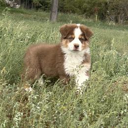 Australian Shepherd Puppies from WyoWinds Australian Shepherds