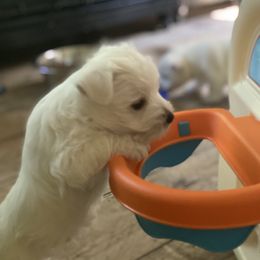 West Highland White Terrier Puppies from Cascading Westies