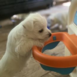 West Highland White Terrier Puppies from Cascading Westies