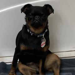 Brussels Griffons from Castle Brussels Griffon