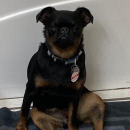 Brussels Griffons from Castle Brussels Griffon