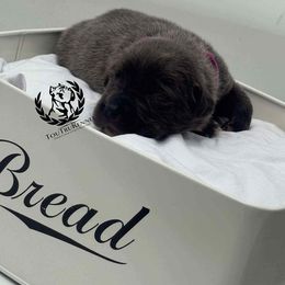 Pink collar - Gray brindle female Cane Corso puppy in Laplace, Louisiana from Tou Tru kennel