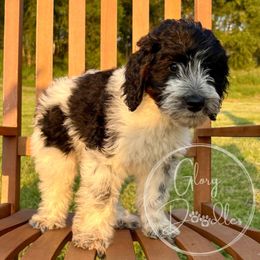 Ramen (Black) - Black and white male Bernedoodle puppy in Rockwall, Texas from Glory Doodles