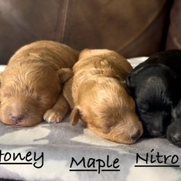 Havapoo puppies from Riyem Wildflower Farms