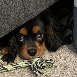 Cavalier King Charles Spaniel Puppies from Amanda's Cavalier King Charles Spaniels