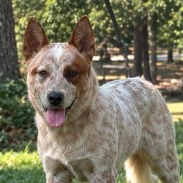 Fireball - 6 months old - some training - Red speckled male Australian Cattle Dog puppy in Scurry, Texas from RedHorizon AKC Australian Cattle Dogs (Heelers)