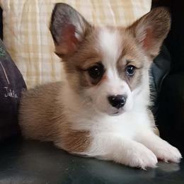 Nutmeg - Sable female Pembroke Welsh Corgi puppy in New Auburn, Wisconsin from Cordell Corgis