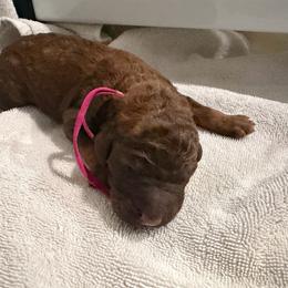 Figgy Puddin - Brindle female Poodle puppy in Troy, Alabama from Redmond Rose Kennel
