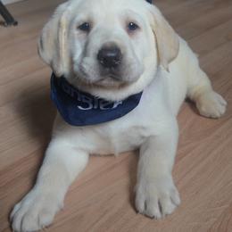 Beagle and Labrador Retriever Puppies from Badland Kennel