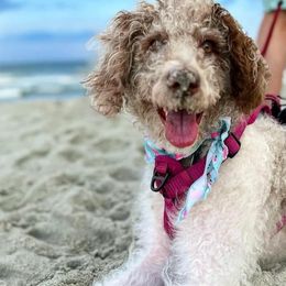 Labradoodle All Grown Up from Maple Bakin’ Doodles