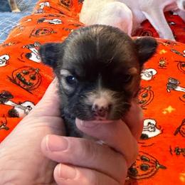 Kevin - Chocolate sabled fawn male Chihuahua puppy in Seneca, Missouri from Stephanie’s Puppy Colony