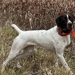 German Shorthaired Pointers from Blue Storm Shorthairs
