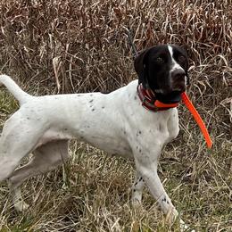 German Shorthaired Pointers from Blue Storm Shorthairs