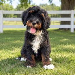 Piper - Tri-color female Bernedoodle puppy in Greenville, Texas from Doodles of Promise