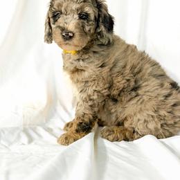 Marshmallow - Merle male Goldendoodle puppy in Fort Collins, Colorado from Front Range Family Doodles