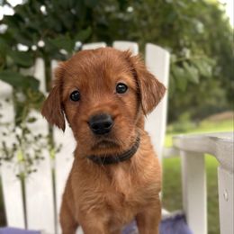 Brown Boy - Dark golden male Golden Retriever puppy in Maysville, North Carolina from Gold Rush Retrievers