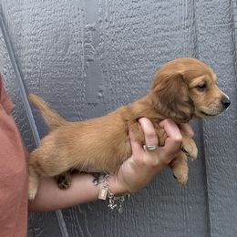 Manny - Cream male Dachshund puppy in Fort Worth, Texas from The Holloway Dachshunds