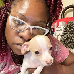 Chihuahua Puppies from Pittsburgh Paw Prints