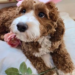 Charlotte - Goldendoodle