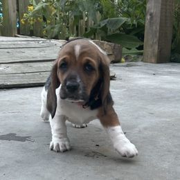 Baby pink - Black brown and white female Basset Hound puppy in Meyersdale, Pennsylvania from Susan's Basset Hounds