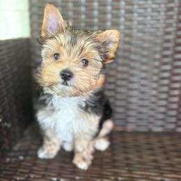 Nugget - Black and gold male Yorkshire Terrier puppy in Florence, Alabama from Yorkies of Forest Creek