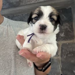 Girl 3 (purple collar) - Black and white female Havanese puppy in Osceola, Indiana from LUV my HAVAMALT