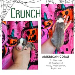 Crunch - Gray and white male American Corgi puppy in Mansfield, Ohio from Moonrise corgis