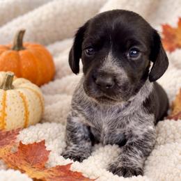 Milo - Piebald male Dachshund puppy in Mesa, Arizona from Dach Army LLC