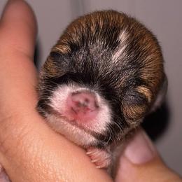 Toffee - Chocolate sabled fawn male Chihuahua puppy in New Castle, Delaware from Sasha’s Elite Kennel LLC