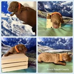 Goldendoodle and Golden Retriever Puppies from Were The Mack'Doodles