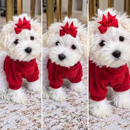 Lovey - White and lemon female Maltese puppy in North Chesterfield, Virginia from Maltese Love