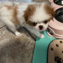 Conor - Red and white male Japanese Chin puppy in Longwood, Florida from CindyLynnsChins