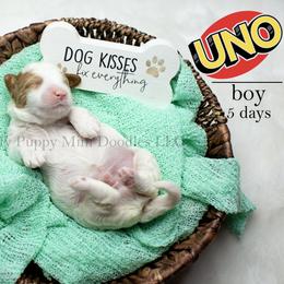 Uno (boy) (( GUARDIAN HOME OPPORTINITY ONLY )) - Parti male Goldendoodle puppy in Corona, California from Fluffy Puppy Mini Doodles LLC