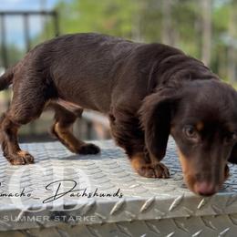 Dachshund Puppies from Camacho_Dachshunds