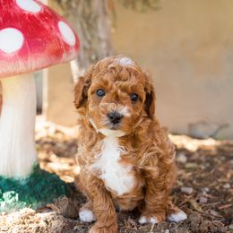 Boy 4 - Goldendoodle puppy in Riverton, Utah from Utah Doodlebug