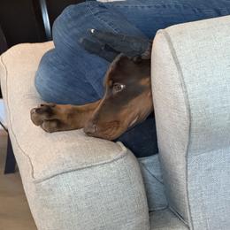 Doberman Pinscher Puppies from Webb’s House of Doberman LLC
