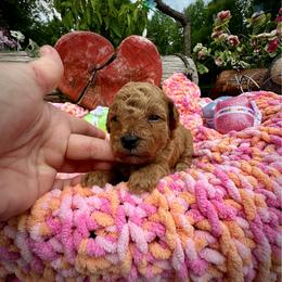 Tallulah - Red female Maltipoo puppy in Coal City, Indiana from Angel Blue Dogs