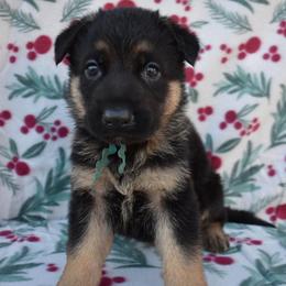 Blue Boy - Black and tan male German Shepherd puppy in Grants Pass, Oregon from Granville German Shepherds