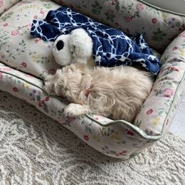 Goldendoodle Puppies from Mini Goldendoodles of New England