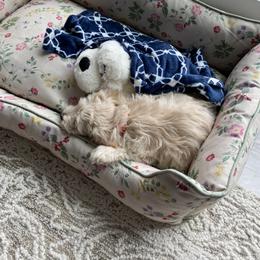 Goldendoodle Puppies from Mini Goldendoodles of New England