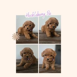 Huckleberry Pie - Red  female Goldendoodle puppy in Newdale, Idaho from Canyon Creek Puppies