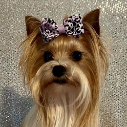 Snow or Snow white - Yorkshire Terrier