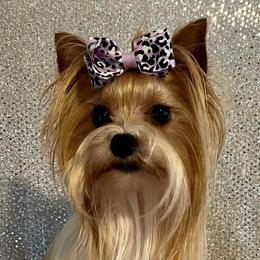 Snow or Snow white - Yorkshire Terrier