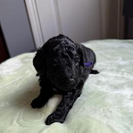 AKC Bella - Purple - Black female Poodle puppy in Baytown, Texas from Charlotte & Co. Miniature Poodles