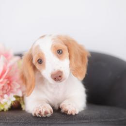 Anise - Full AKC ee red Piebald - Piebald female Dachshund puppy in Neosho, Missouri from A Walk In The Park