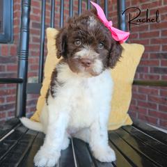 Rachel - female Newfypoo puppy in Hardin, Kentucky from Bluegrass Newfypoos