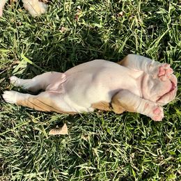 Bulldog Puppies from Moffitt Bulldogs